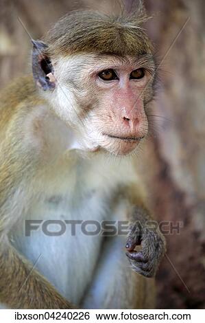 Toque macaque (Macaca sinica) adult, portrait, Yala National Park, Sri Lanka, Asia View Large Photo Image Stock Photograph - Toque macaque (Macaca sinica) adult, portrait, Yala National Park, Sri Lanka, Asia. Fotosearch