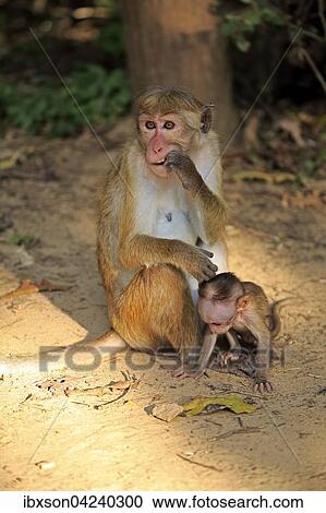 Toque macaque (Macaca sinica), mother with young, female with young, Yala National Park, Sri Lanka, Asia View Large Photo Image Stock Image - Toque macaque (Macaca sinica), mother with young, female with young, Yala National Park, Sri Lanka, Asia. Fotosearch