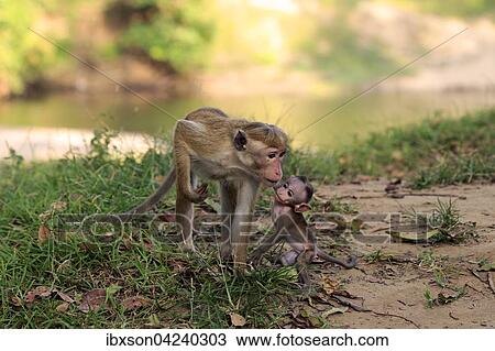 Toque macaque (Macaca sinica), mother with young, female with young, Yala National Park, Sri Lanka, Asia View Large Photo Image Stock Image - Toque macaque (Macaca sinica), mother with young, female with young, Yala National Park, Sri Lanka, Asia. Fotosearch