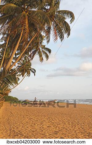 Stock Image - Traditional boat on the sandy beach, bordered by palm trees, in the evening light, Wadduwa, Western Province, Indian Ocean, Ceylon, Sri Lanka, Asia. Fotosearch