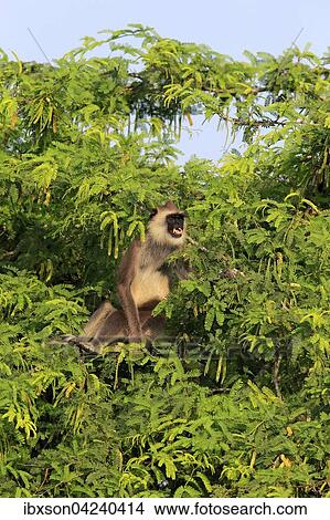 Picture - Tufted gray langur (Semnopithecus priam), adult male, sitting on a tree, calling, Yala National Park, Sri Lanka, Asia. Fotosearch