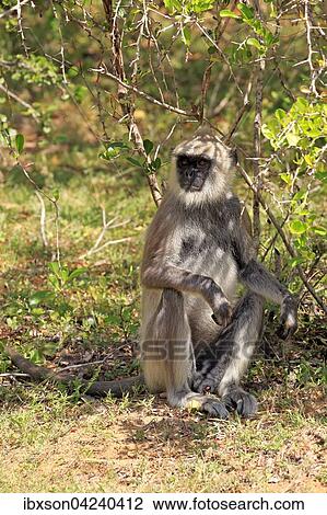 Tufted gray langur (Semnopithecus priam), adult male, sitting under a bush, Yala National Park, Sri Lanka, Asia View Large Photo Image Stock Image - Tufted gray langur (Semnopithecus priam), adult male, sitting under a bush, Yala National Park, Sri Lanka, Asia. Fotosearch