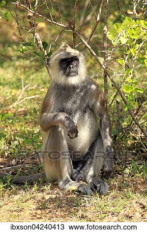Tufted gray langur (Semnopithecus priam), adult male, sitting under a bush, Yala National Park, Sri Lanka, Asia View Large Photo Image Stock Image - Tufted gray langur (Semnopithecus priam), adult male, sitting under a bush, Yala National Park, Sri Lanka, Asia. Fotosearch