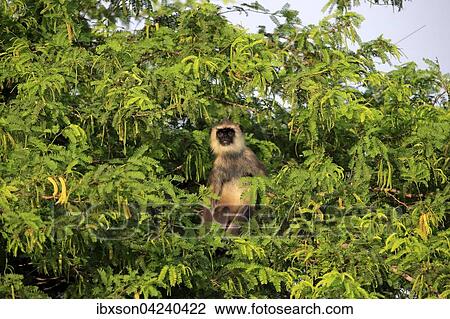 Tufted gray langur (Semnopithecus priam), adult male on a tree, Yala National Park, Sri Lanka, Asia View Large Photo Image Stock Image - Tufted gray langur (Semnopithecus priam), adult male on a tree, Yala National Park, Sri Lanka, Asia. Fotosearch