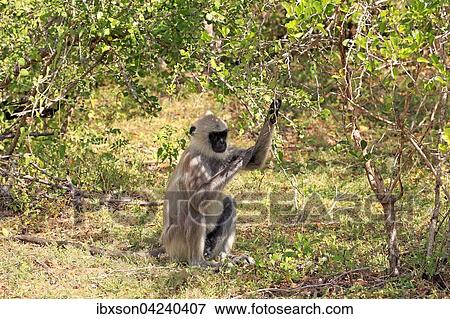 Tufted gray langur (Semnopithecus priam), adult male, sitting under a tree, Yala National Park, Sri Lanka, Asia View Large Photo Image Stock Photo - Tufted gray langur (Semnopithecus priam), adult male, sitting under a tree, Yala National Park, Sri Lanka, Asia. Fotosearch