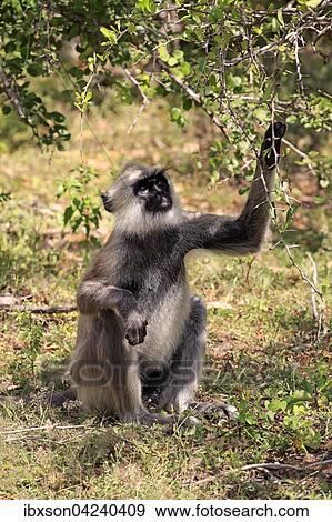 Tufted gray langur (Semnopithecus priam), adult male, foraging, Yala National Park, Sri Lanka, Asia View Large Photo Image Stock Photo - Tufted gray langur (Semnopithecus priam), adult male, foraging, Yala National Park, Sri Lanka, Asia. Fotosearch