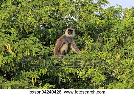 Stock Photograph - Tufted gray langur (Semnopithecus priam), adult male on a tree, Yala National Park, Sri Lanka, Asia. Fotosearch