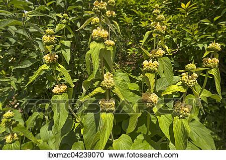 Turkish sage (Phlomis russeliana), Tyrol, Austria, Europe View Large Photo Image Stock Image - Turkish sage (Phlomis russeliana), Tyrol, Austria, Europe. Fotosearch