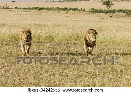 Two male lions (Panthera leo), father and son, roaming savannah, Masai Mara, Narok County, Kenya, Africa View Large Photo Image Stock Photography - Two male lions (Panthera leo), father and son, roaming savannah, Masai Mara, Narok County, Kenya, Africa. Fotosearch