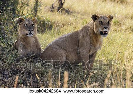 Two young male lions (Panthera leo) observing in shadow of bush, Masai Mara, Narok County, Kenya, Africa View Large Photo Image Picture - Two young male lions (Panthera leo) observing in shadow of bush, Masai Mara, Narok County, Kenya, Africa. Fotosearch