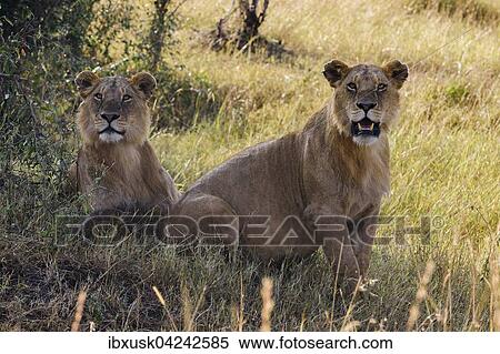 Two young male lions (Panthera leo) observing in shadow of bush, Masai Mara, Narok County, Kenya, Africa View Large Photo Image Stock Photography - Two young male lions (Panthera leo) observing in shadow of bush, Masai Mara, Narok County, Kenya, Africa. Fotosearch