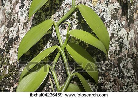 Vanilla plant (Vanilla sp. ), La Digue Island, Seychelles, Africa View Large Photo Image Stock Photo - Vanilla plant (Vanilla sp. ), La Digue Island, Seychelles, Africa. Fotosearch