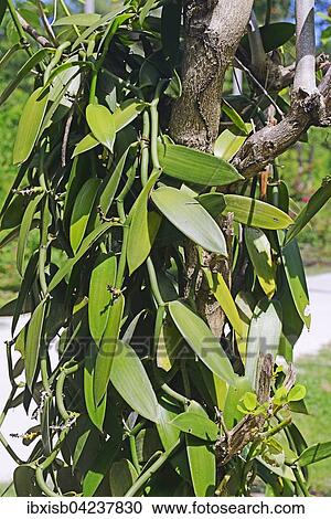 Stock Image - Vanilla plants, vanilla (Vanilla planifolia) on a plantation, La Digue, Seychelles, Africa. Fotosearch