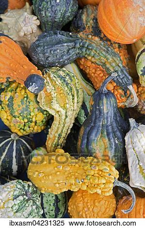 Various ornamental gourds (Cucurbita sp. ) View Large Photo Image Stock Photography - Various ornamental gourds (Cucurbita sp. ). Fotosearch