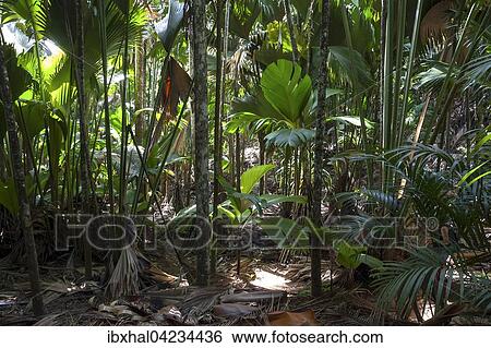 Vegetation in the Vallee de Mai National Park, UNESCO World Heritage Site, Praslin Island, Seychelles, Africa View Large Photo Image Stock Photograph - Vegetation in the Vallee de Mai National Park, UNESCO World Heritage Site, Praslin Island, Seychelles, Africa. Fotosearch