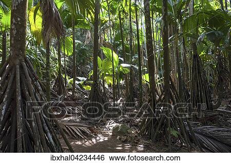 Vegetation in the Vallee de Mai National Park, UNESCO World Heritage Site, Praslin Island, Seychelles, Africa View Large Photo Image Stock Photograph - Vegetation in the Vallee de Mai National Park, UNESCO World Heritage Site, Praslin Island, Seychelles, Africa. Fotosearch