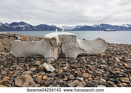 Vertebra of a whale in the whaling station in Bamsebu Bellsund, Spitsbergen, Norway, Europe View Large Photo Image Stock Image - Vertebra of a whale in the whaling station in Bamsebu Bellsund, Spitsbergen, Norway, Europe. Fotosearch