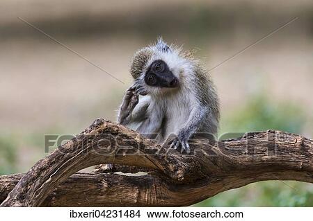 Vervet monkey (Chlorocebus), Samburu National Reserve, Kenya, Africa View Large Photo Image Picture - Vervet monkey (Chlorocebus), Samburu National Reserve, Kenya, Africa. Fotosearch