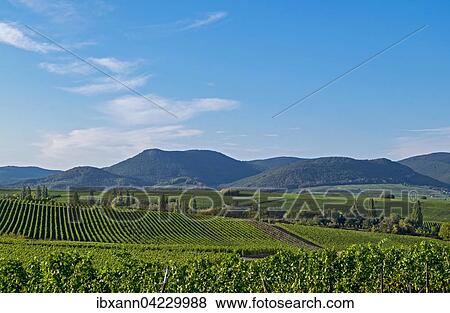 View across vineyards towards Palatinate Forest, Ilbesheim, Southern Palatinate, Palatinate, Rhineland-Palatinate, Germany, Europe View Large Photo Image Stock Photo - View across vineyards towards Palatinate Forest, Ilbesheim, Southern Palatinate, Palatinate, Rhineland-Palatinate, Germany, Europe. Fotosearch