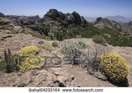 View from the hiking route to Roque Nublo Mountain to the west of Gran Canaria, blooming vegetation, Canary Islands, Spain, Europe View Large Photo Image Picture - View from the hiking route to Roque Nublo Mountain to the west of Gran Canaria, blooming vegetation, Canary Islands, Spain, Europe. Fotosearch