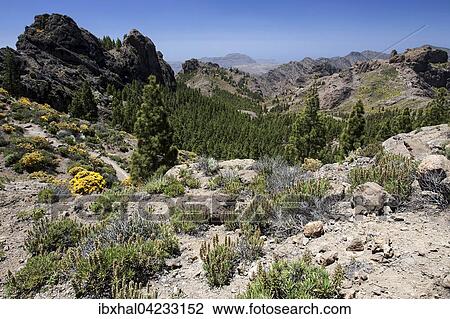 View from the hiking route to Roque Nublo Mountain to the west of Gran Canaria, blooming vegetation, Canary Islands, Spain, Europe View Large Photo Image Stock Image - View from the hiking route to Roque Nublo Mountain to the west of Gran Canaria, blooming vegetation, Canary Islands, Spain, Europe. Fotosearch