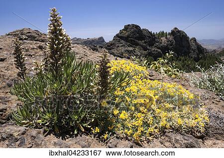 View from the hiking route to Roque Nublo Mountain to the west of Gran Canaria, blooming vegetation, Canary Islands, Spain, Europe View Large Photo Image Stock Photo - View from the hiking route to Roque Nublo Mountain to the west of Gran Canaria, blooming vegetation, Canary Islands, Spain, Europe. Fotosearch