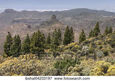 View from the trail to the Roque Nublo, blooming vegetation, yellow flowering broom (Genista) Canary island pine (Pinus canariensis), bugloss (Echium giganteum or Echium decais) and Roque Bentayga, Gran Canaria, Canary Islands, Spain, Europe View Large Photo Image Stock Photo - View from the trail to the Roque Nublo, blooming vegetation, yellow flowering broom (Genista) Canary island pine (Pinus canariensis), bugloss (Echium giganteum or Echium decais) and Roque Bentayga, Gran Canaria, Canary Islands, Spain, Europe. Fotosearch