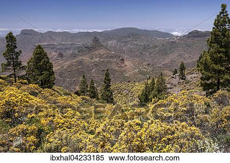 View from the trail to the Roque Nublo, blooming vegetation, yellow flowering broom (Genista) Canary island pine (Pinus canariensis) and Roque Bentayga, Gran Canaria, Canary Islands, Spain, Europe View Large Photo Image Stock Photography - View from the trail to the Roque Nublo, blooming vegetation, yellow flowering broom (Genista) Canary island pine (Pinus canariensis) and Roque Bentayga, Gran Canaria, Canary Islands, Spain, Europe. Fotosearch
