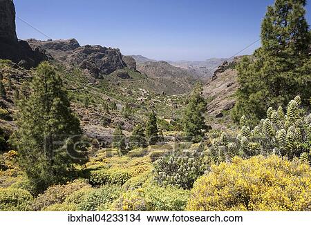 View of the hiking route to Roque Nublo, blooming vegetation, yellow flowering broom (Genista), (Echium giganteum or Echium decaisnei), and Canary island pines (Pinus canariensis), Ayacata behind, Gran Canaria, Canary Islands, Spain, Europe View Large Photo Image Picture - View of the hiking route to Roque Nublo, blooming vegetation, yellow flowering broom (Genista), (Echium giganteum or Echium decaisnei), and Canary island pines (Pinus canariensis), Ayacata behind, Gran Canaria, Canary Islands, Spain, Europe. Fotosearch