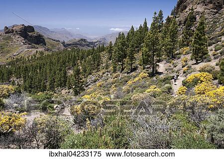 View to the hiking trail around the Roque Nublo, blooming vegetation, yellow flowering broom (Genista), bugloss (Echium giganteum or Echium decaisnei), Canary island pines (Pinus canariensis), Gran Canaria, Canary Islands, Spain, Europe View Large Photo Image Stock Photography - View to the hiking trail around the Roque Nublo, blooming vegetation, yellow flowering broom (Genista), bugloss (Echium giganteum or Echium decaisnei), Canary island pines (Pinus canariensis), Gran Canaria, Canary Islands, Spain, Europe. Fotosearch