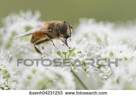 Stock Image - Volucella inanis (Volucella inanis), Lower Saxony, Germany, Europe. Fotosearch