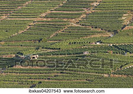 Wachau vineyards in Spitzer Graben, Gruner Veltliner, Spitz, Wachau, Waldviertel, Lower Austria, Austria, Europe View Large Photo Image Stock Image - Wachau vineyards in Spitzer Graben, Gruner Veltliner, Spitz, Wachau, Waldviertel, Lower Austria, Austria, Europe. Fotosearch