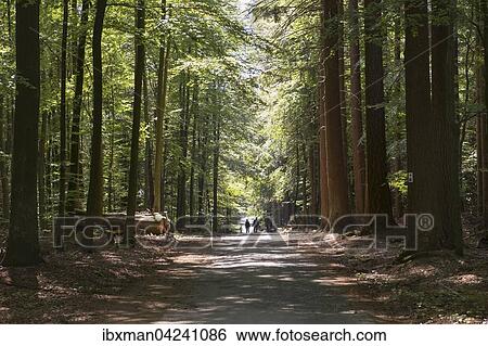 Walkers on forest road in mixed forest, Spessart, Lower Franconia, Franconia, Bavaria, Germany, Europe View Large Photo Image Stock Photograph - Walkers on forest road in mixed forest, Spessart, Lower Franconia, Franconia, Bavaria, Germany, Europe. Fotosearch