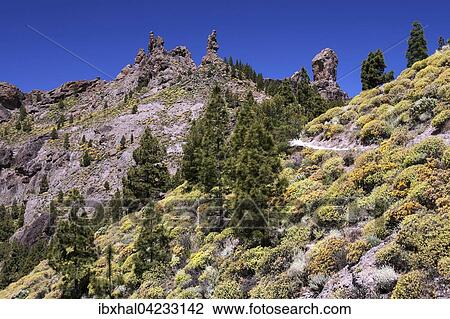 Walking path to Roque Nublo, blooming vegetation, yellow flowering broom (Genista) Canary island pines (Pinus canariensis), Roque Nublo at the rear right, Gran Canaria, Canary Islands, Spain, Europe View Large Photo Image Stock Image - Walking path to Roque Nublo, blooming vegetation, yellow flowering broom (Genista) Canary island pines (Pinus canariensis), Roque Nublo at the rear right, Gran Canaria, Canary Islands, Spain, Europe. Fotosearch