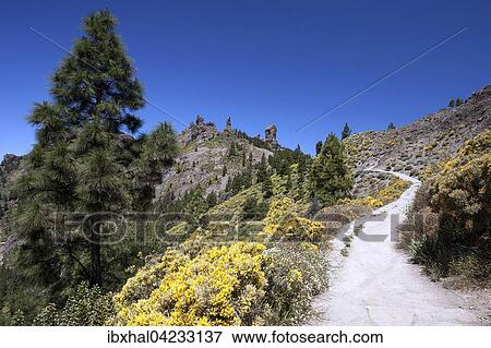 Walking path to Roque Nublo, blooming vegetation, Gran Canaria, Canary Islands, Spain, Europe View Large Photo Image Stock Photo - Walking path to Roque Nublo, blooming vegetation, Gran Canaria, Canary Islands, Spain, Europe. Fotosearch