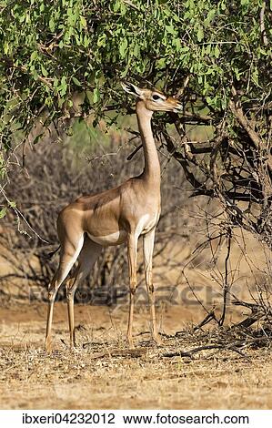 Stock Image - Waller's gazelle, also gerenuk or giraffe-necked antelope (Litocranius walleri), Samburu National Reserve, Kenya, Africa. Fotosearch