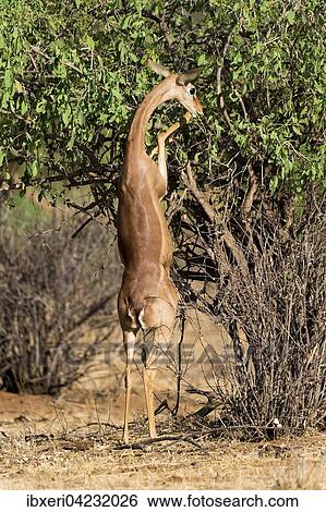 Stock Photograph - Waller's gazelle, also gerenuk or giraffe-necked antelope (Litocranius walleri), Samburu National Reserve, Kenya, Africa. Fotosearch
