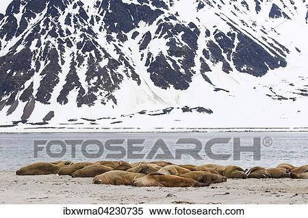 Walruses (Odobenus rosmarus), resting, in Magdalenefjord, Spitsbergen, Norway, Europe View Large Photo Image Stock Photography - Walruses (Odobenus rosmarus), resting, in Magdalenefjord, Spitsbergen, Norway, Europe. Fotosearch