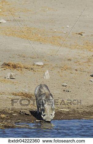 Warthog (Phacochoerus aethiopicus), female, drinking at a waterhole, Etosha National Park, Namibia, Africa View Large Photo Image Stock Image - Warthog (Phacochoerus aethiopicus), female, drinking at a waterhole, Etosha National Park, Namibia, Africa. Fotosearch