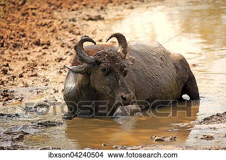 Water buffalo (Bubalis bubalis), adult in water, bathing, Bundala National Park, Sri Lanka, Asia View Large Photo Image Picture - Water buffalo (Bubalis bubalis), adult in water, bathing, Bundala National Park, Sri Lanka, Asia. Fotosearch