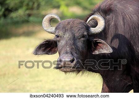 Water buffalo (Bubalis bubalis), adult, portrait, Bundala National Park, Sri Lanka, Asia View Large Photo Image Stock Image - Water buffalo (Bubalis bubalis), adult, portrait, Bundala National Park, Sri Lanka, Asia. Fotosearch