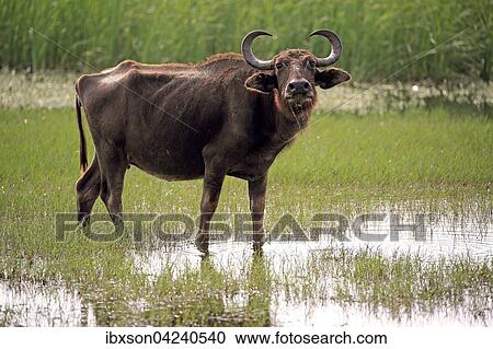 Water buffalo (Bubalis bubalis), adult female, standing in shallow water, Bundala National Park, Sri Lanka, Asia View Large Photo Image Stock Image - Water buffalo (Bubalis bubalis), adult female, standing in shallow water, Bundala National Park, Sri Lanka, Asia. Fotosearch