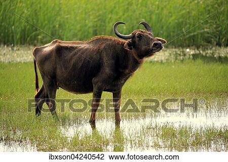 Water buffalo (Bubalis bubalis), adult female, standing in shallow water, Bundala National Park, Sri Lanka, Asia View Large Photo Image Stock Image - Water buffalo (Bubalis bubalis), adult female, standing in shallow water, Bundala National Park, Sri Lanka, Asia. Fotosearch