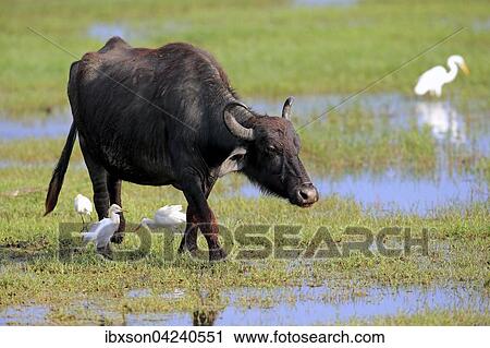 Water buffalo (Bubalis bubalis), adult in shallow water with cattle egrets (Bubulcus ibis), Bundala National Park, Sri Lanka, Asia View Large Photo Image Stock Image - Water buffalo (Bubalis bubalis), adult in shallow water with cattle egrets (Bubulcus ibis), Bundala National Park, Sri Lanka, Asia. Fotosearch