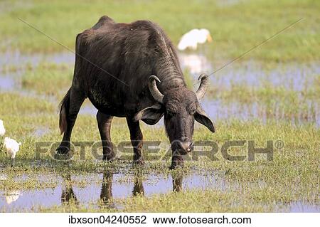 Water buffalo (Bubalis bubalis), adult in shallow water with cattle egrets (Bubulcus ibis), Bundala National Park, Sri Lanka, Asia View Large Photo Image Stock Image - Water buffalo (Bubalis bubalis), adult in shallow water with cattle egrets (Bubulcus ibis), Bundala National Park, Sri Lanka, Asia. Fotosearch