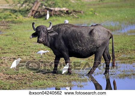 Water buffalo (Bubalis bubalis), adult in shallow water with cattle egrets (Bubulcus ibis), Bundala National Park, Sri Lanka, Asia View Large Photo Image Stock Image - Water buffalo (Bubalis bubalis), adult in shallow water with cattle egrets (Bubulcus ibis), Bundala National Park, Sri Lanka, Asia. Fotosearch