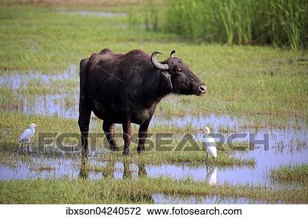 Water buffalo (Bubalis bubalis), adult in shallow water with cattle egrets (Bubulcus ibis), Bundala National Park, Sri Lanka, Asia View Large Photo Image Stock Image - Water buffalo (Bubalis bubalis), adult in shallow water with cattle egrets (Bubulcus ibis), Bundala National Park, Sri Lanka, Asia. Fotosearch