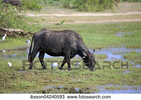 Water buffalo (Bubalis bubalis), adult eating on waterfront, cattle egrets (Bubulcus ibis), Bundala National Park, Sri Lanka, Asia View Large Photo Image Stock Image - Water buffalo (Bubalis bubalis), adult eating on waterfront, cattle egrets (Bubulcus ibis), Bundala National Park, Sri Lanka, Asia. Fotosearch