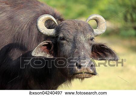 Water buffalo (Bubalis bubalis), adult, portrait, Bundala National Park, Sri Lanka, Asia View Large Photo Image Stock Photo - Water buffalo (Bubalis bubalis), adult, portrait, Bundala National Park, Sri Lanka, Asia. Fotosearch