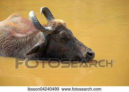 Water buffalo (Bubalis bubalis), adult, portrait, resting in water, bathing, Bundala National Park, Sri Lanka, Asia View Large Photo Image Stock Photo - Water buffalo (Bubalis bubalis), adult, portrait, resting in water, bathing, Bundala National Park, Sri Lanka, Asia. Fotosearch